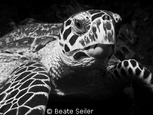 Turtle in B/W by Beate Seiler 